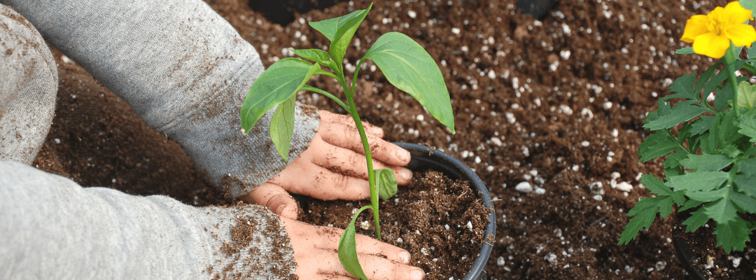 blog goede voornemens voor je tuin