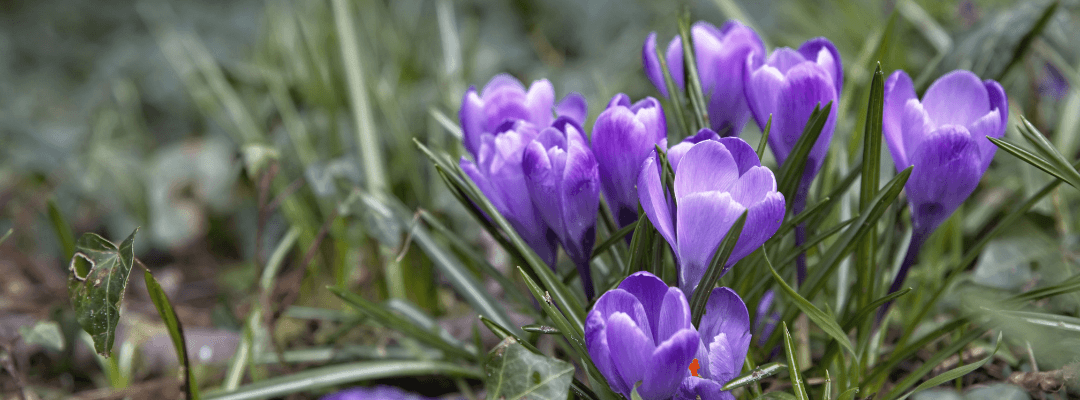 Tuinbags Tuinkalender februari